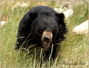 Ours du Tibet