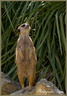 Suricate 