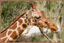 Girafe