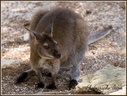 Wallaby de Bennett