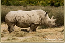 Rhinoceros Blanc