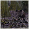 Sanglier