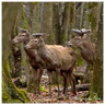 Cerfs