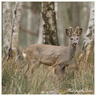 Cerf