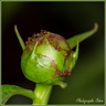 Fourmis