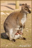 Wallaby