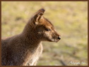 Wallaby