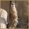 Suricate 