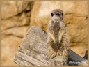 Suricate 