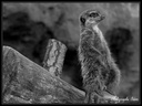 Suricate 