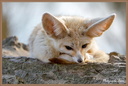 Fennec