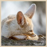 Fennec