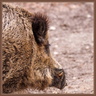 Sanglier portrait
