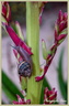 Escargot