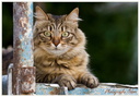 Et Chat faudage 