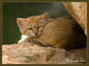 Chat des sables 