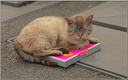 Chat domestique