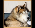 Chien de traineau