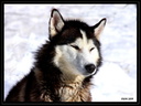 Chien de traineau