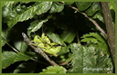 0141 Sauterelles