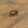 0142 Mouche