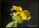 0187 Insecte