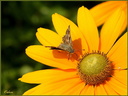 096 Insectes