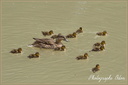 Canard Colvert 