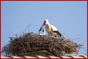 Cigogne au nid