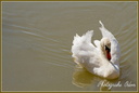 Oiseau