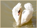 Oiseau