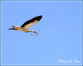 Oiseau