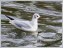 Mouette 