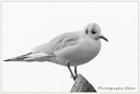 0107 Mouette