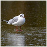 Mouette