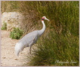 Grue antigone