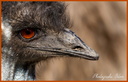 Portrait d'autruche 