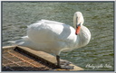 Cygne