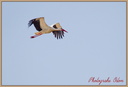 Cigogne