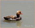 Canard Nette Rousse