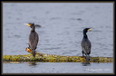 Cormorans