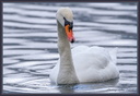 Cygne