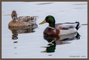 0185 Couple Colvert