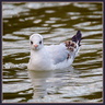 Mouette tridactyle