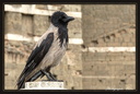 Corneille-mantelee