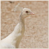 Paon blanc