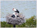 Cigogne au nid 