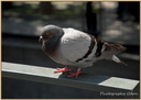 Pigeon