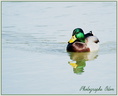 029 Colvert