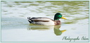 030 Colvert